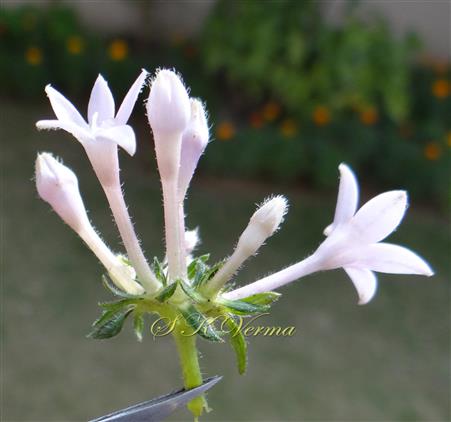  Flowers